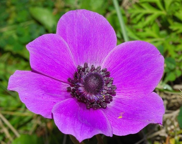 anemone