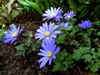 anemone blanda 