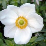 anemone fiore