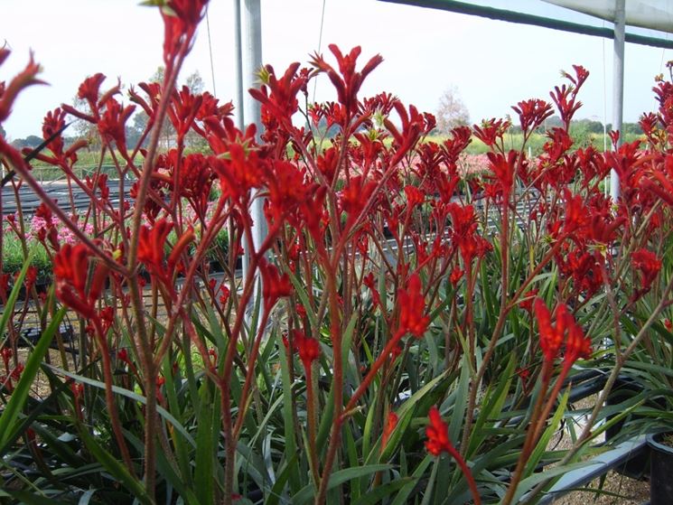 Anigozanthos 