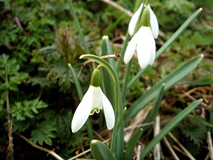 galanthus nivalis