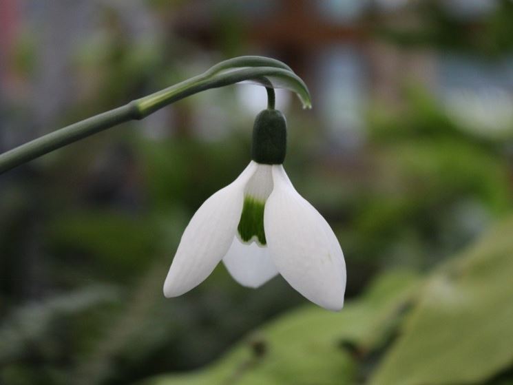 galanthus