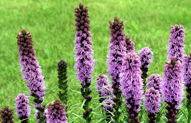 Liatris