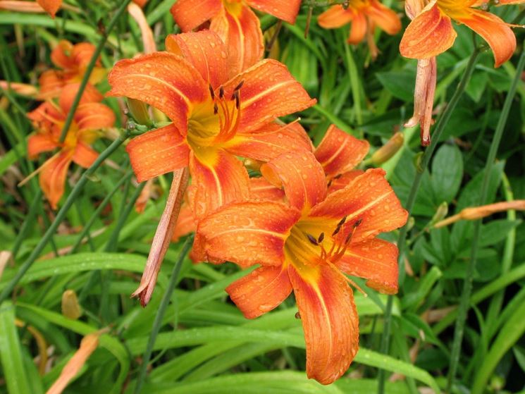 fiore hemerocallis