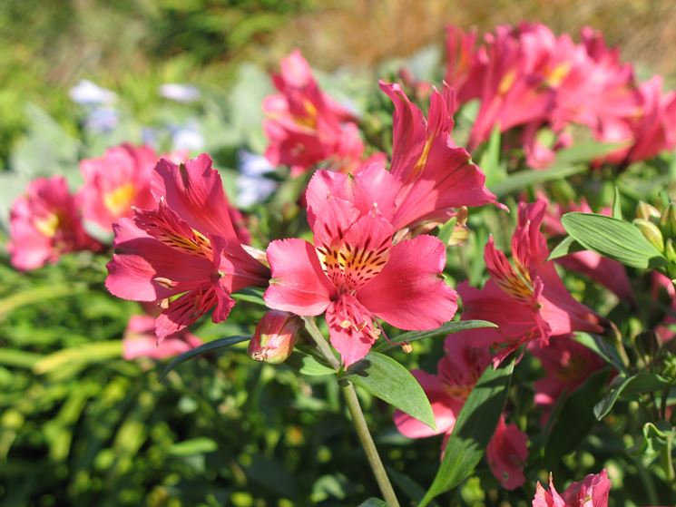 Alstroemeria