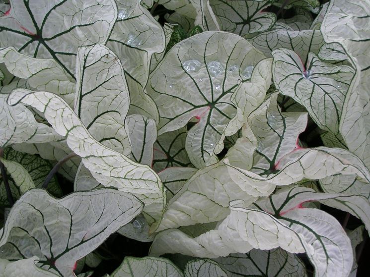 caladium