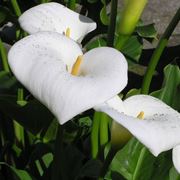 Calla  