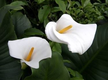 Calla  