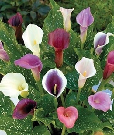 Concimazione calla