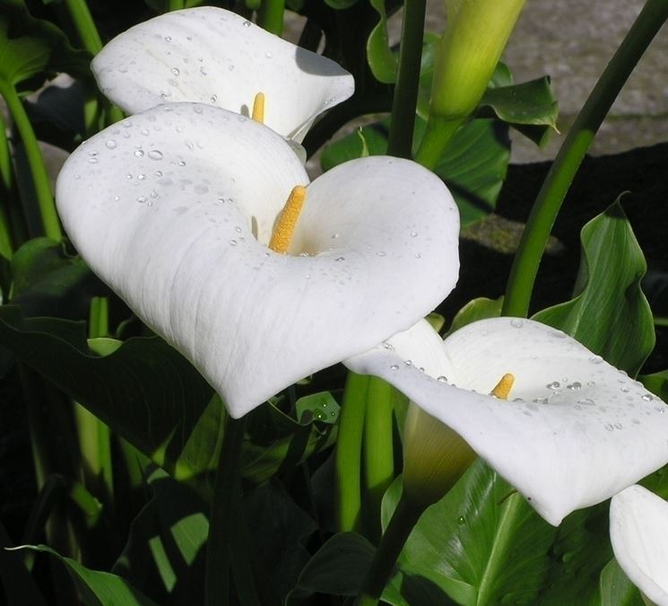 Calla  