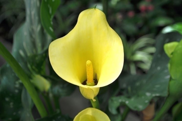 calla gialla