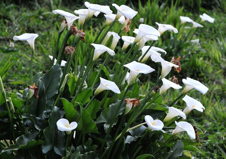 Zantedeschia aethiopica