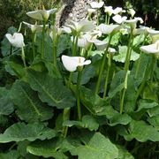 zantedeschia