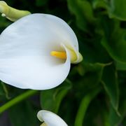 fiore calla