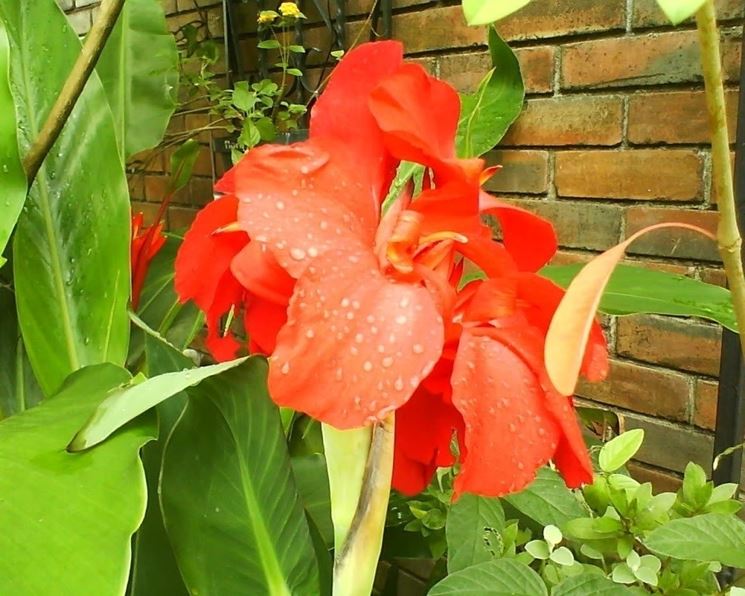 fiori di canna indica