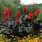 canna indica