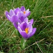 crocus giallo