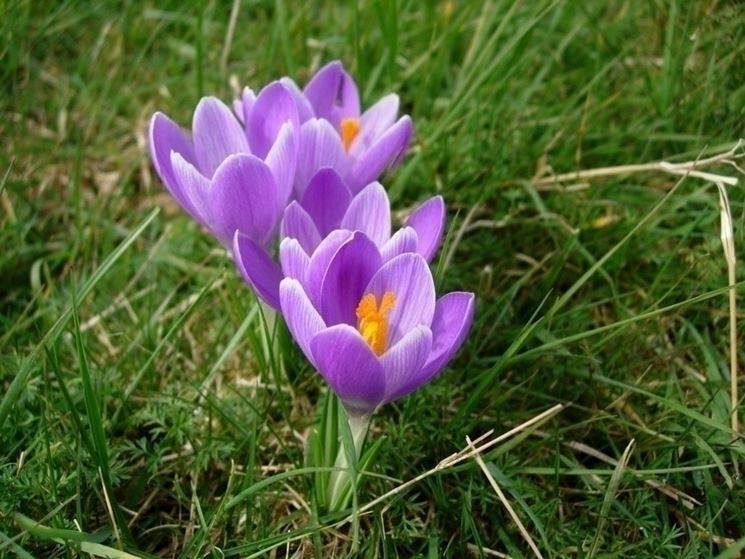 crocus