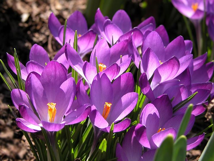 crocus