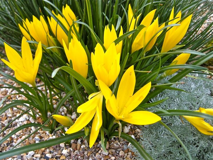 sternbergia