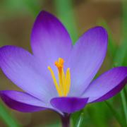 crocus fiore