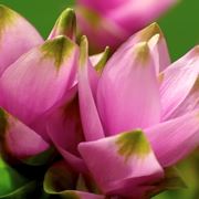 Curcuma  