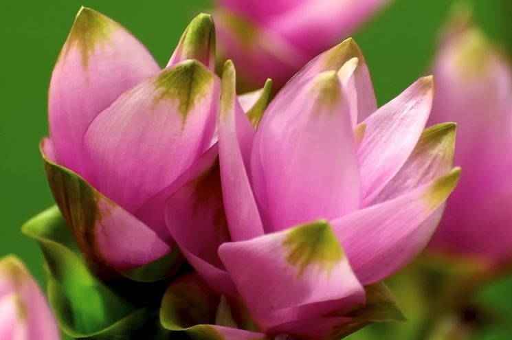 Curcuma Curcuma Bulbi Curcuma Curcuma Bulbi