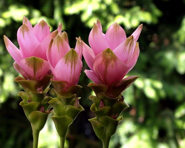 curcuma