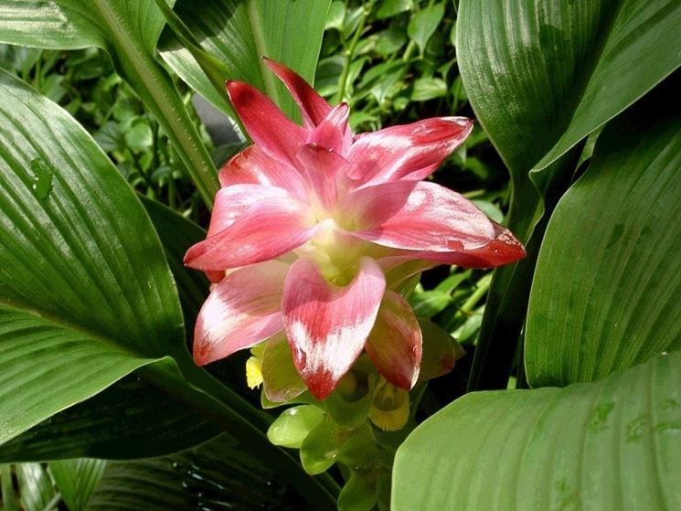 curcuma