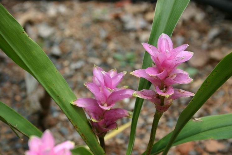 curcuma fiore