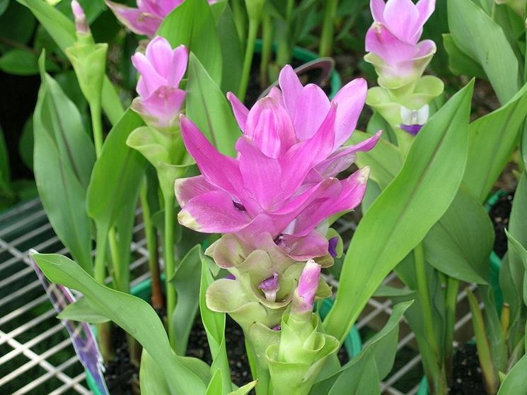 radici curcuma