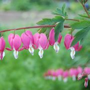 Dicentra 