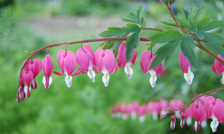 Dicentra 