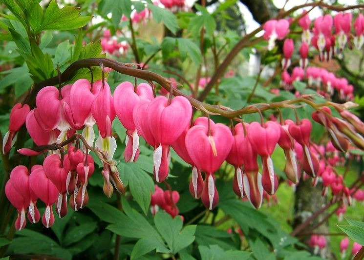 Dicentra 