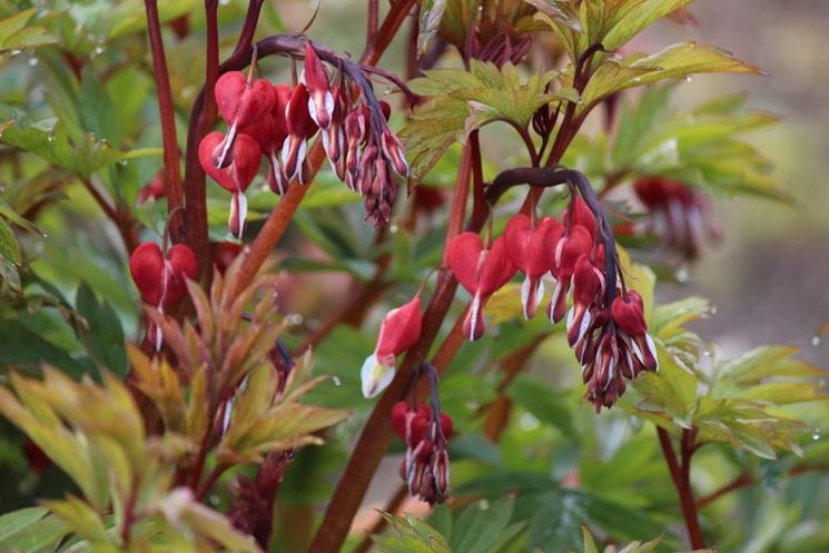 dicentra