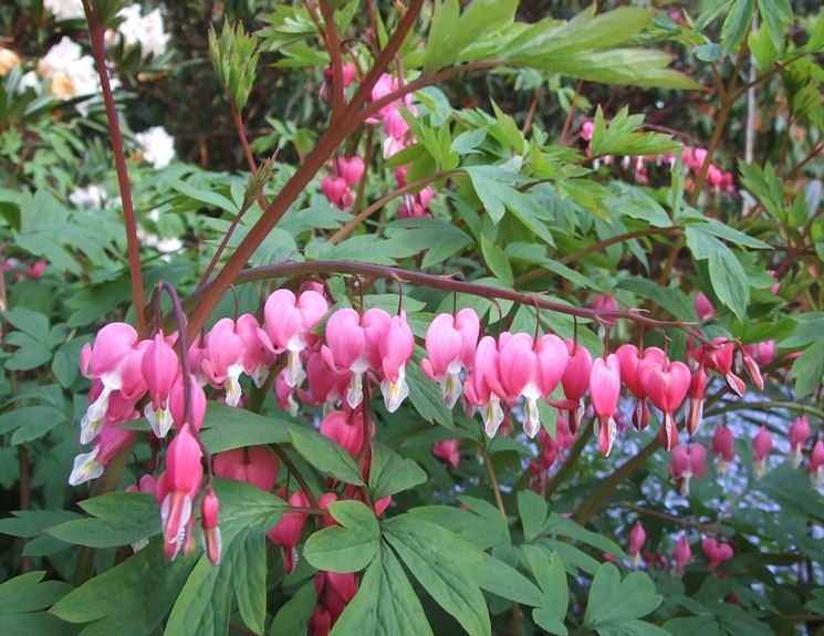 Dicentra 