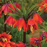 fritillaria imperialis