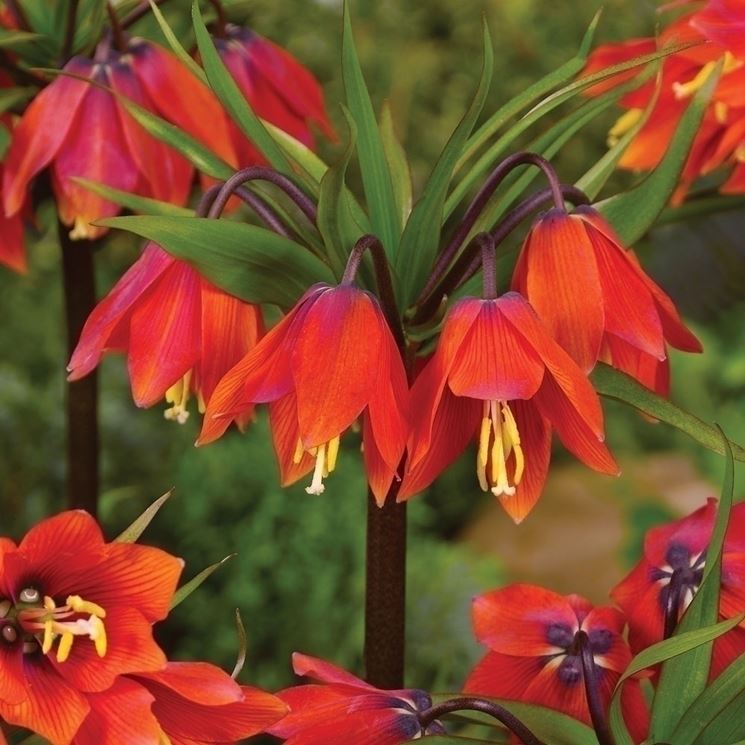 fritillaria imperialis