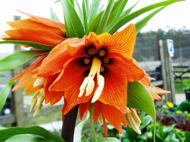 fritillaria imperialis