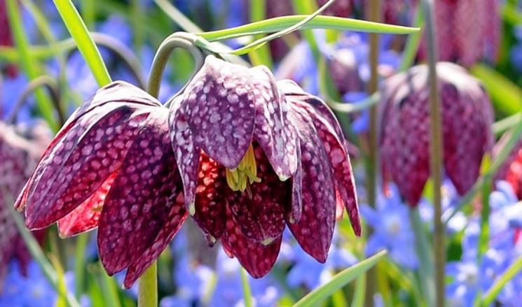 fritillaria meleagris