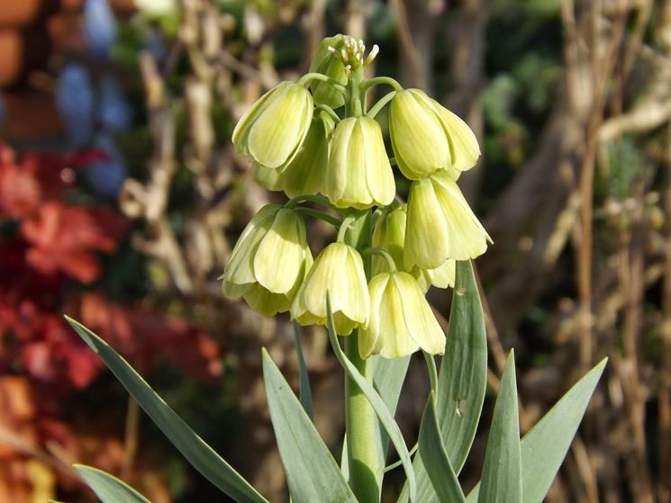 frittillaria persica