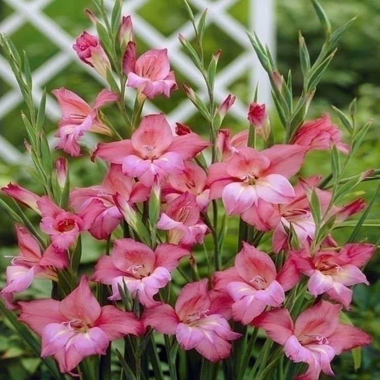 fiori di gladioli