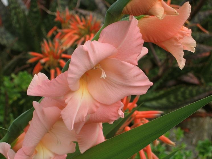 Riproduzione gladioli