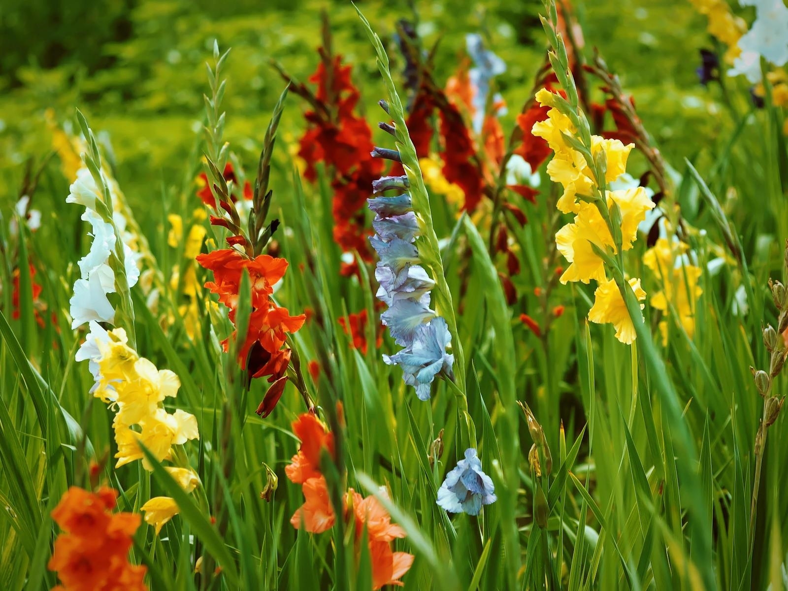 Bulbi di Gladiolo,Esotico,Fiori rari,I fiori di gladiolo fioriranno anno dopo anno,Fiori facili da coltivare,Le lampadine di alta qualità producono piante di prima classe,Adattabile-5 Bulbi,1 