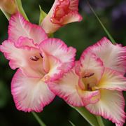 gladioli