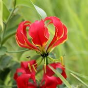 Gloriosa  