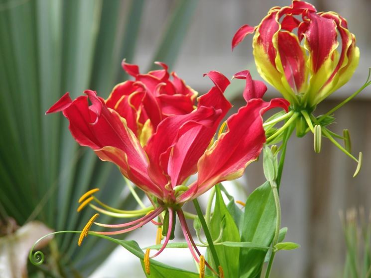 Gloriosa  