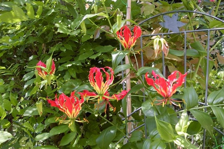 Gloriosa  