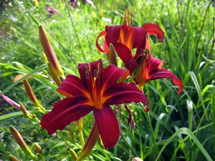 hemerocallis