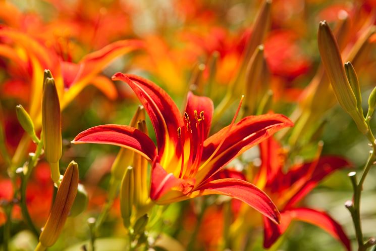 hemerocallis moonligth masquerade